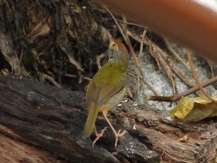 Common Tailorbird
