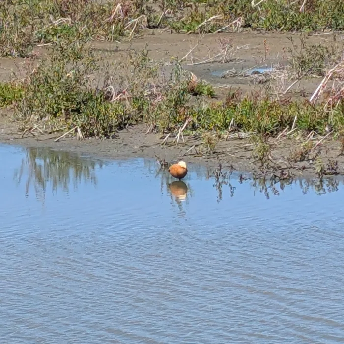 Spotted Ruddy Shelduck