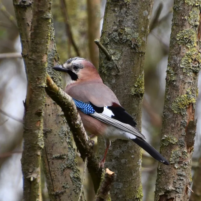 Eurasian Jay