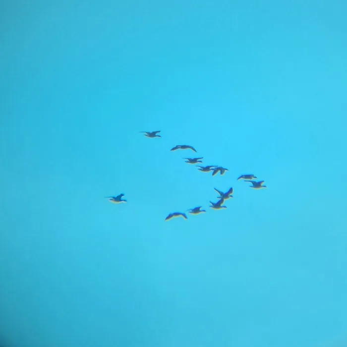 Spotted Greater White-fronted Goose