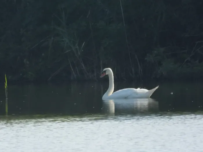 Spotted Mute Swan