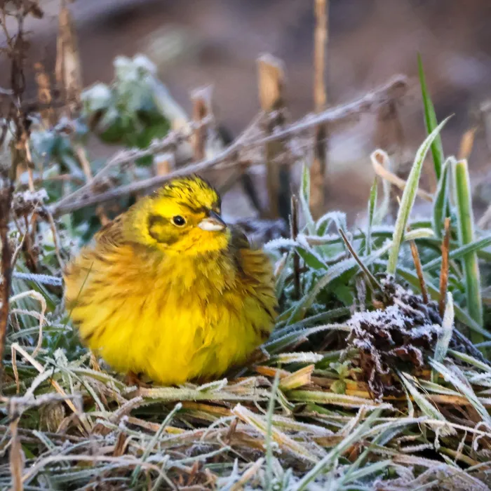 Spotted Yellowhammer