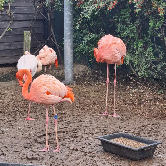 Spotted American Flamingo