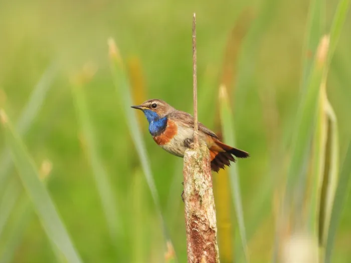Waargenomen Blauwborst