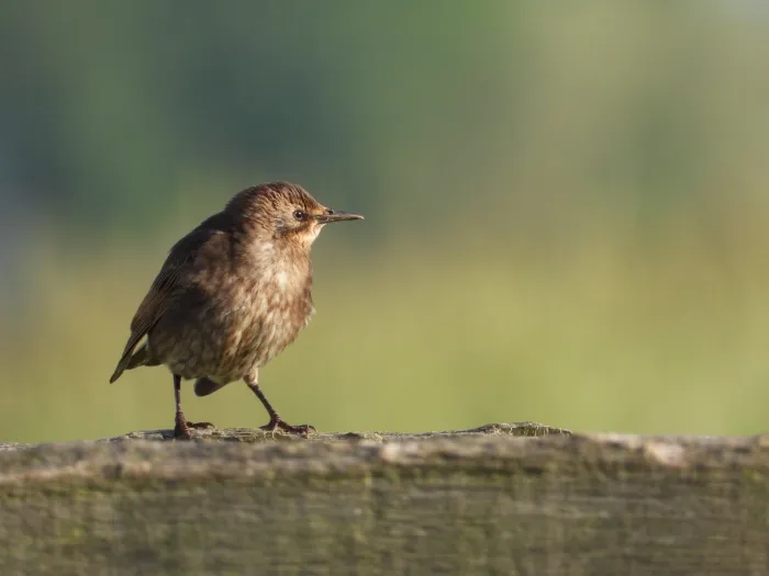 Spotted European Starling