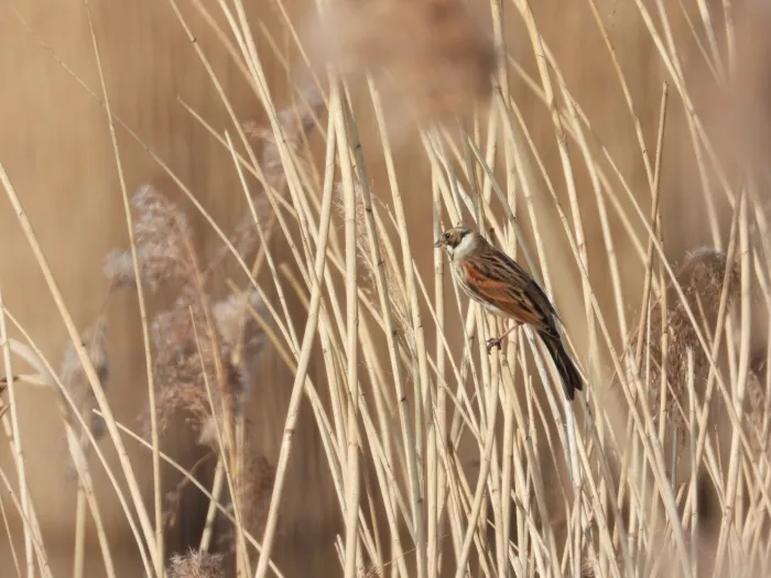 Spotted Reed Bunting