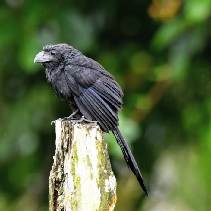 Spotted Groove-billed Ani