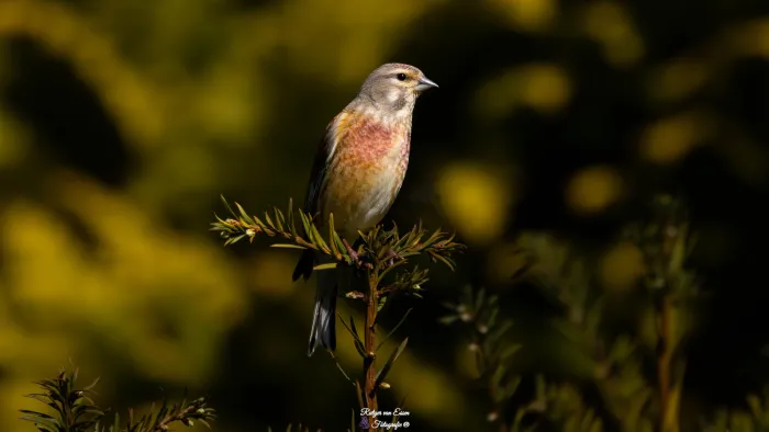 Eurasian Linnet