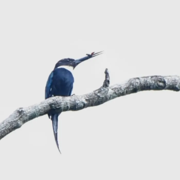 Spotted Paradise Jacamar