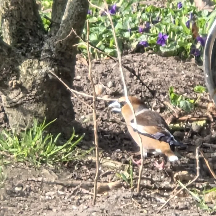 Spotted Hawfinch