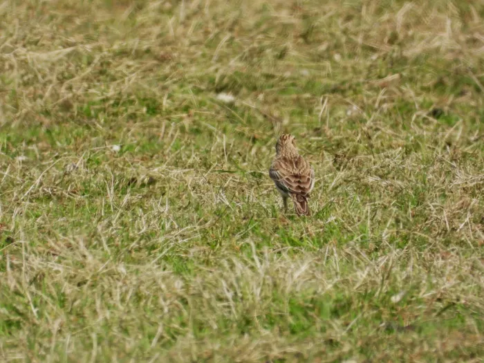 Spotted Eurasian Skylark