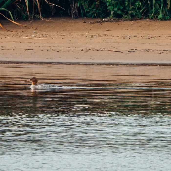 Spotted Common Merganser