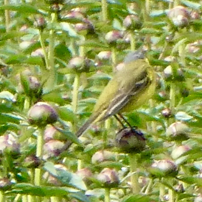 Spotted Western Yellow Wagtail