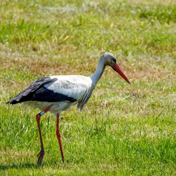White Stork