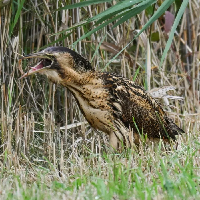 Spotted Eurasian Bittern