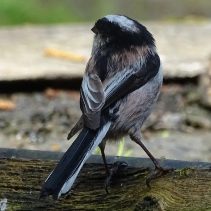 Spotted Long-tailed Tit