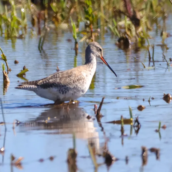 Spotted Spotted Redshank