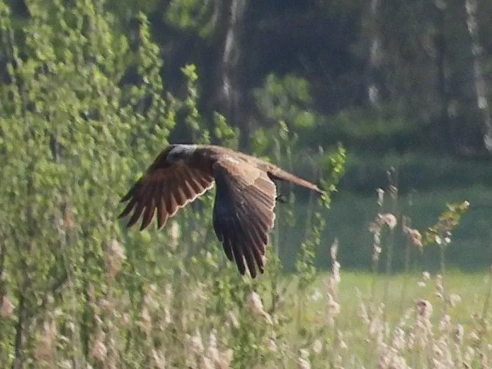 Gespotte Bruine kiekendief