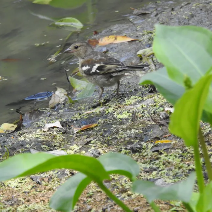 Spotted Common Chaffinch