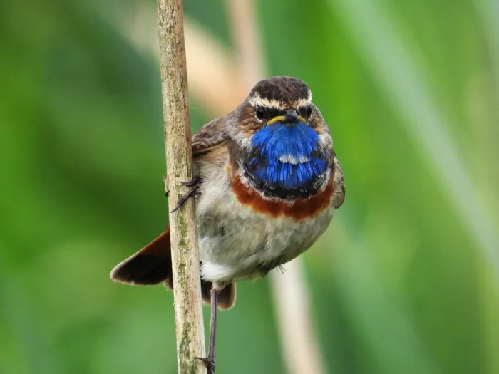 Waargenomen Blauwborst