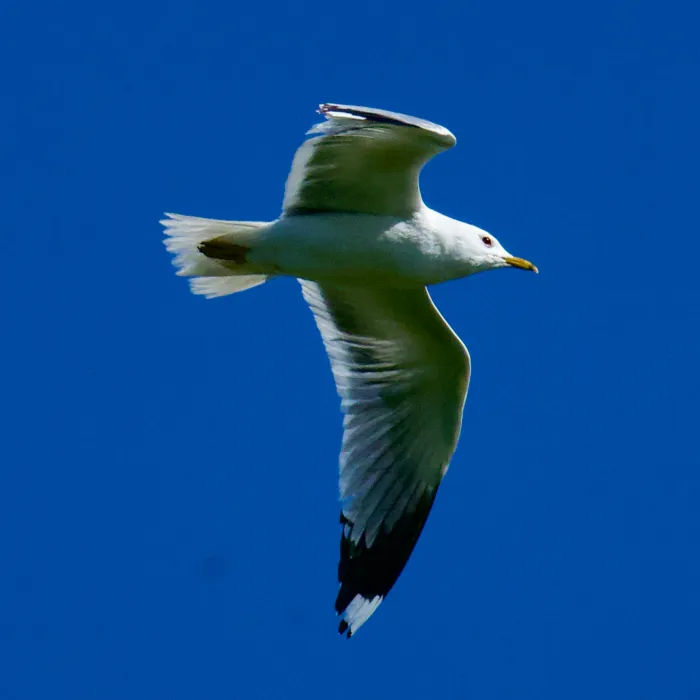Spotted Common Gull