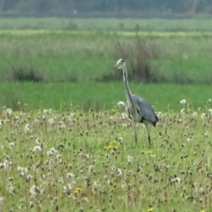 Spotted Gray Heron