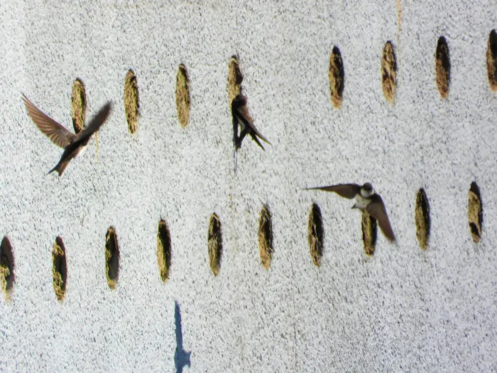 Gespotte Oeverzwaluw