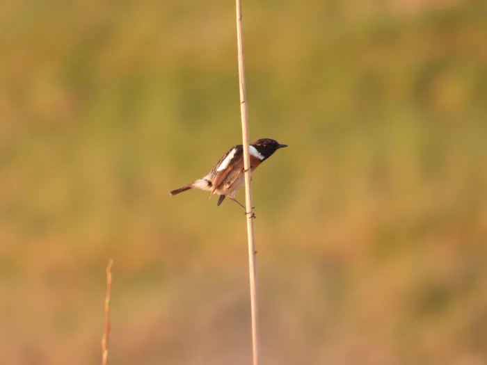 Gespotte Roodborsttapuit