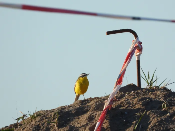 Gespotte Grote gele kwikstaart