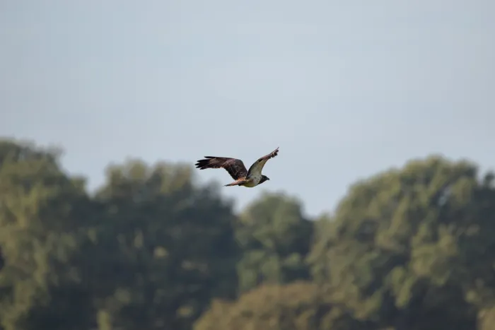 Waargenomen Buizerd