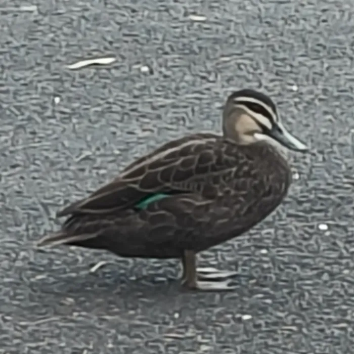Spotted Pacific Black Duck