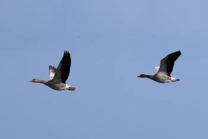 Waargenomen Grauwe gans