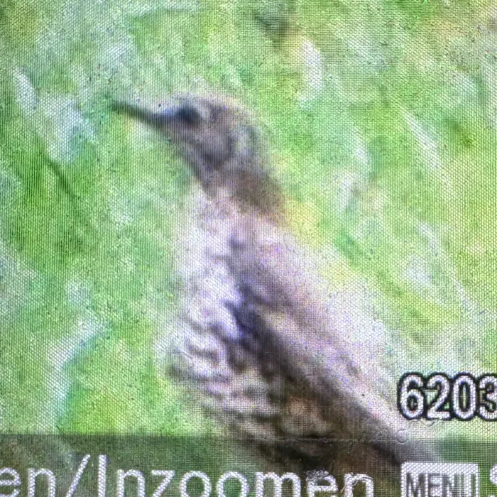 Mistle Thrush