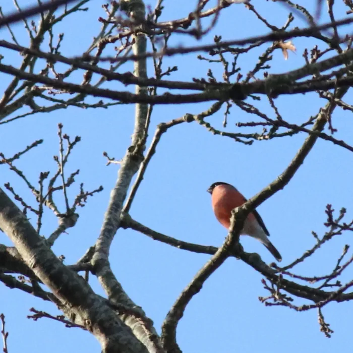 Spotted Eurasian Bullfinch