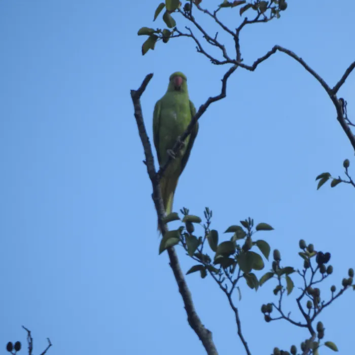 Spotted Rose-ringed Parakeet