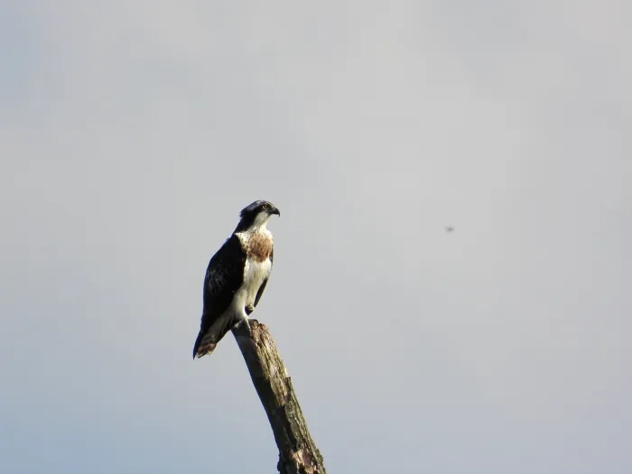 Spotted Osprey