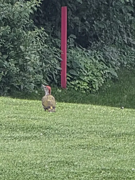 Eurasian Green Woodpecker