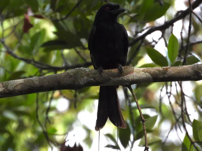 Gespotte Vlaggendrongo