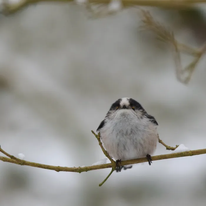 Spotted Long-tailed Tit