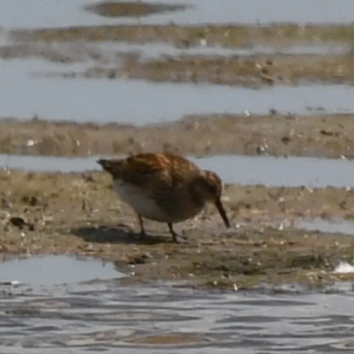 Spotted Pectoral Sandpiper
