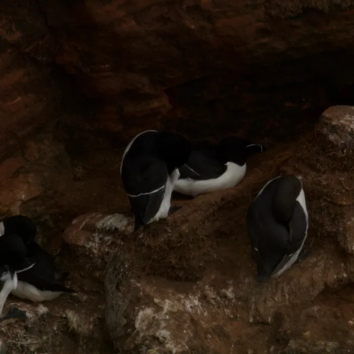 Spotted Razorbill