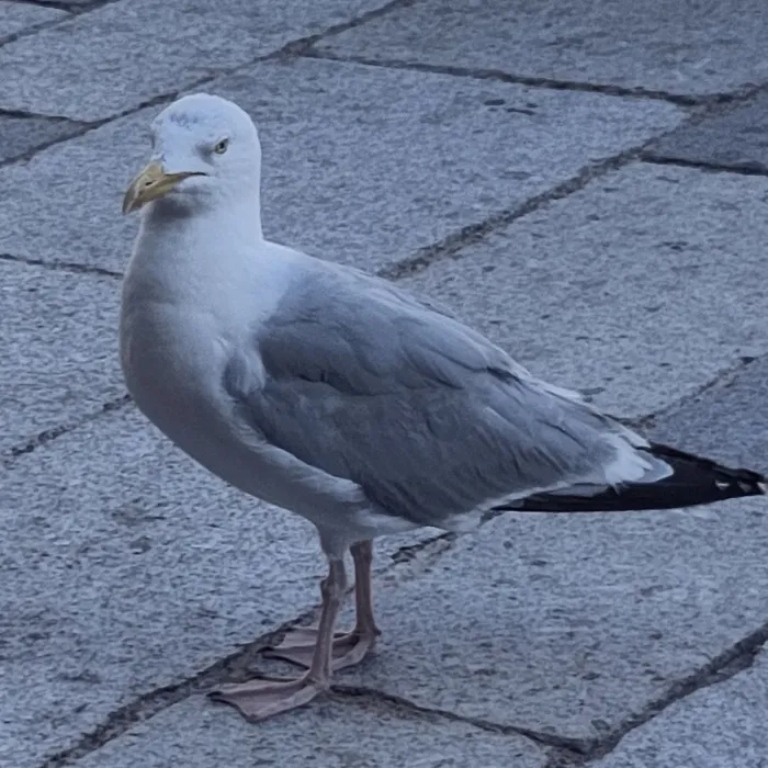 Spotted European Herring Gull