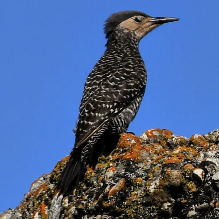 Spotted Chilean Flicker