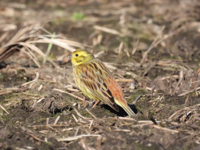 Spotted Yellowhammer