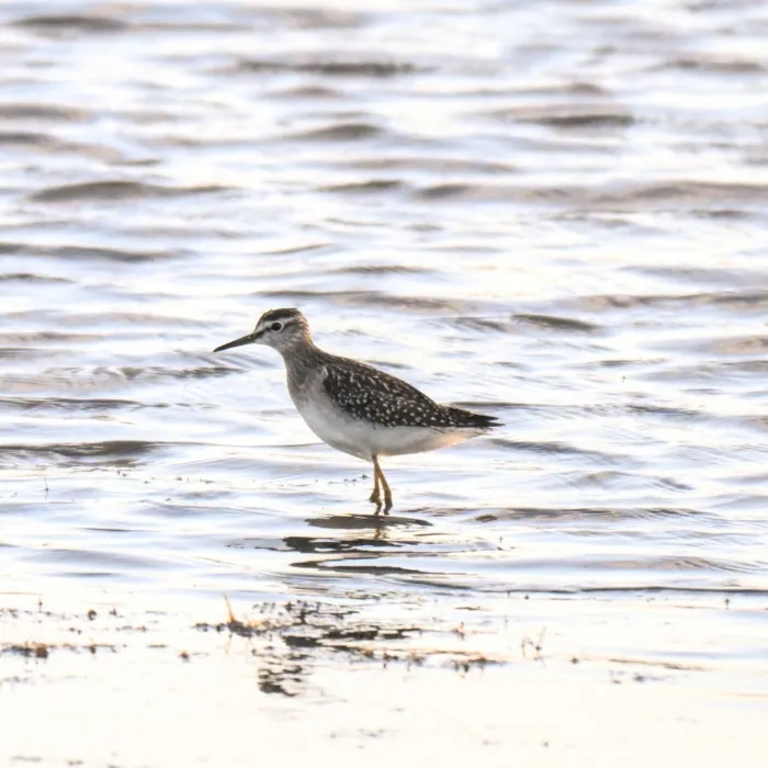 Spotted Wood Sandpiper