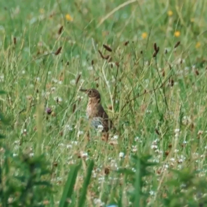 Spotted Eurasian Skylark