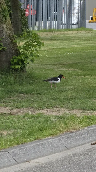 Spotted Eurasian Oystercatcher