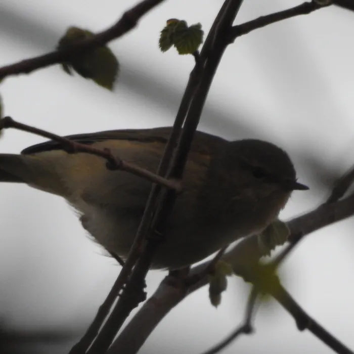 Spotted Common Chiffchaff