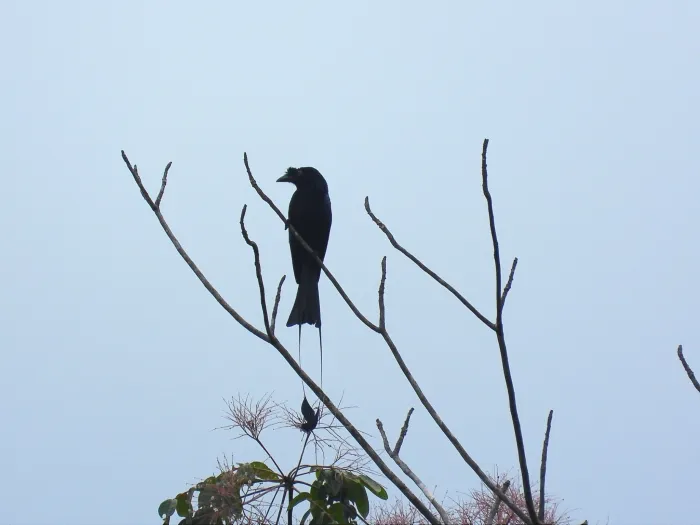 Gespotte Vlaggendrongo