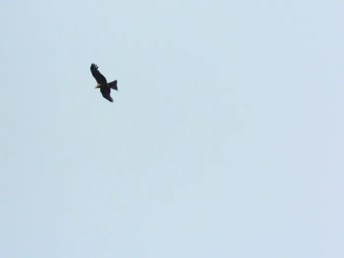 Spotted Black Kite